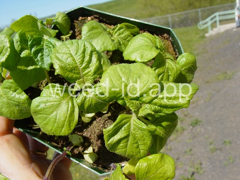 mint, perilla